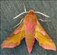 1992 (69.017) Small Elephant Hawk-moth
